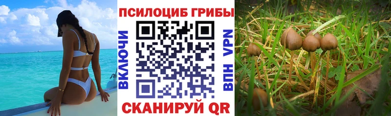 Купить где  Рыльск  Галлюциногенные грибы Psilocybe 